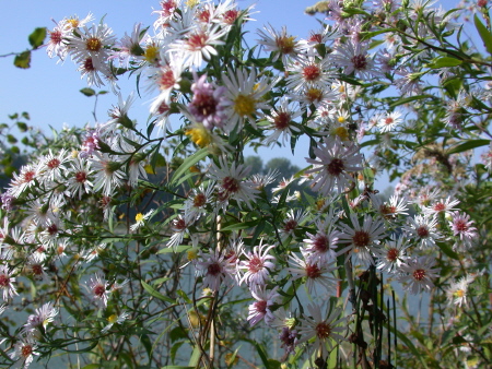 Kleinblütige Aster