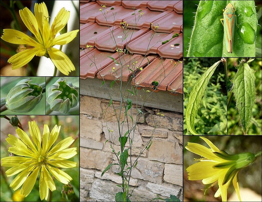 Rainkohl, Gewöhnlicher