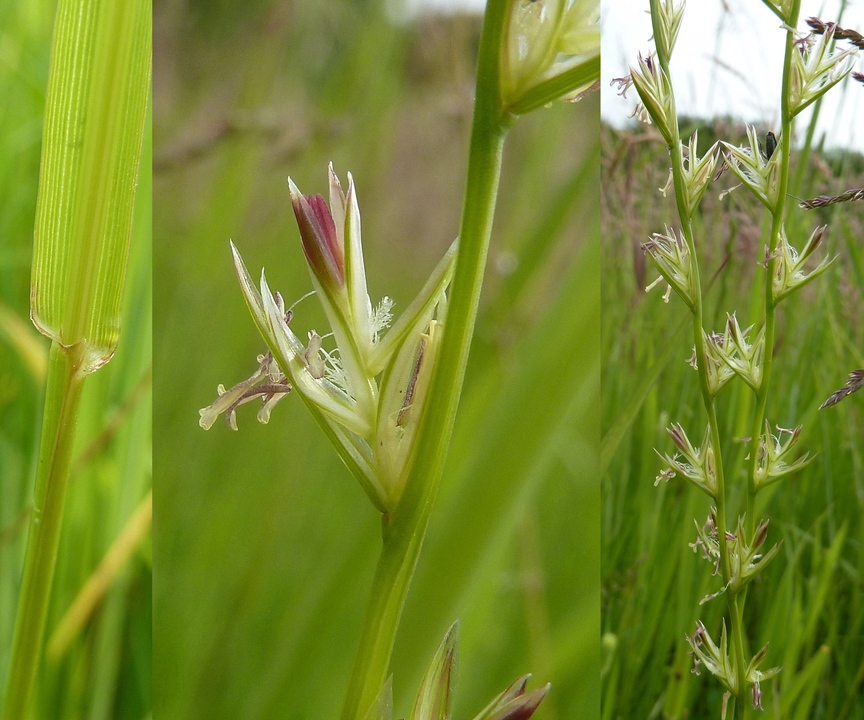 Lolch, Ausdauernder (in Blüte)