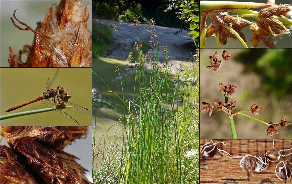 Teichsimse, Salz