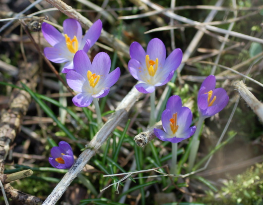 Frühlings-Krokus