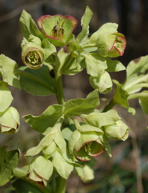 Stinkende Nieswurz (Blüten)