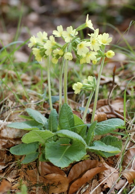 Schlüsselblume, Hohe