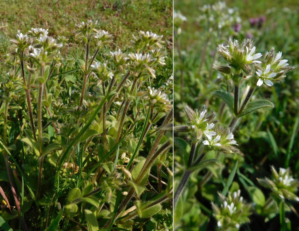 Hornkraut, Knäuel