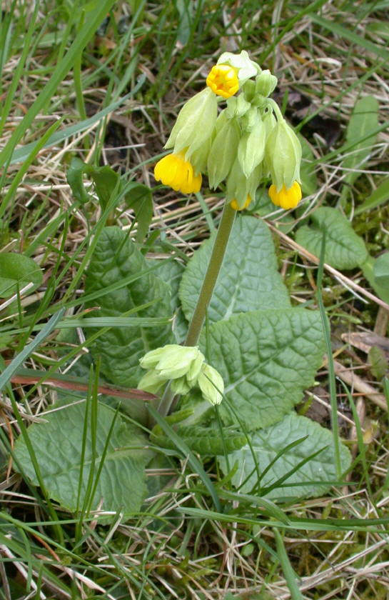 Schlüsselblume, Arznei