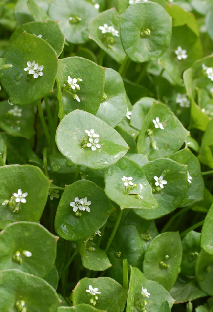 Claytonia