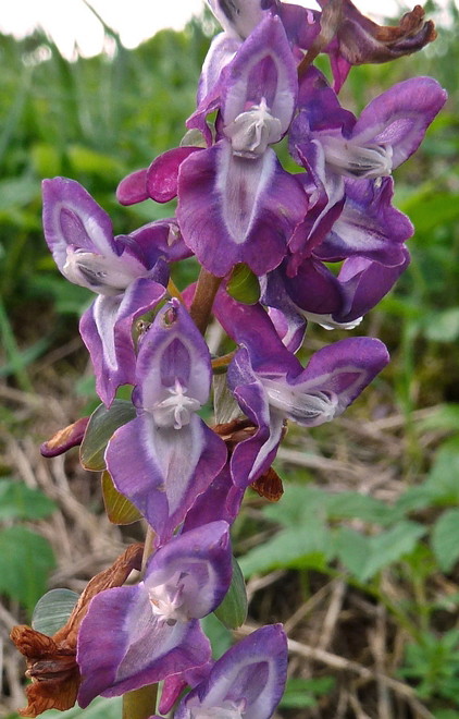 Lerchensporn, hohler violett (Blüte)