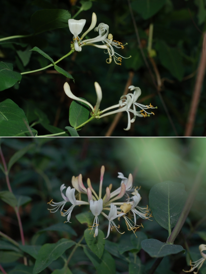 Geißblatt, Wald