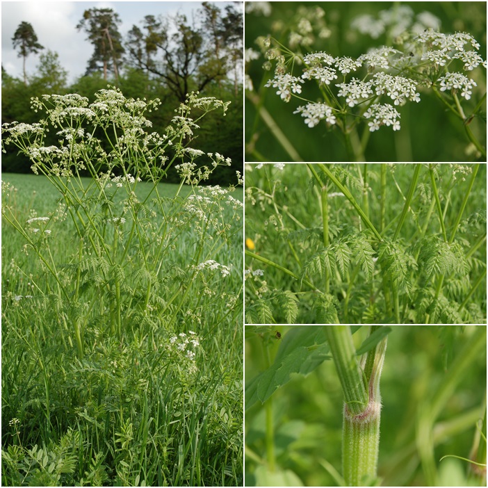 Wiesenkerbel