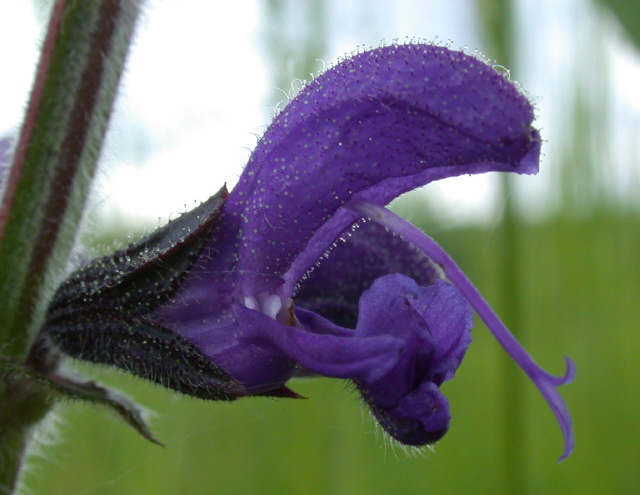 Wiesensalbei (Blüte)