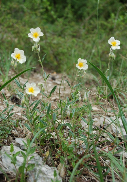 Sonnenröschen, Apenninen