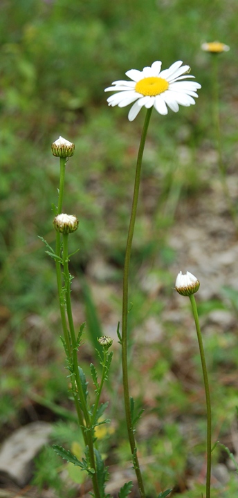 Margerite, Wiesen