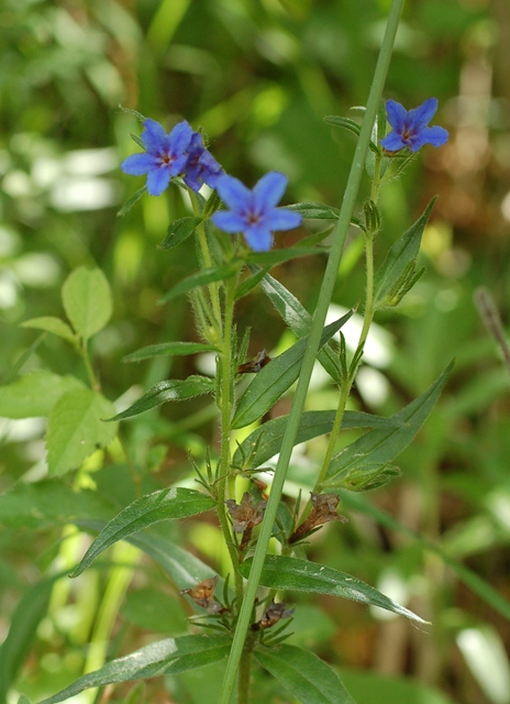 Steinsame, Blauroter