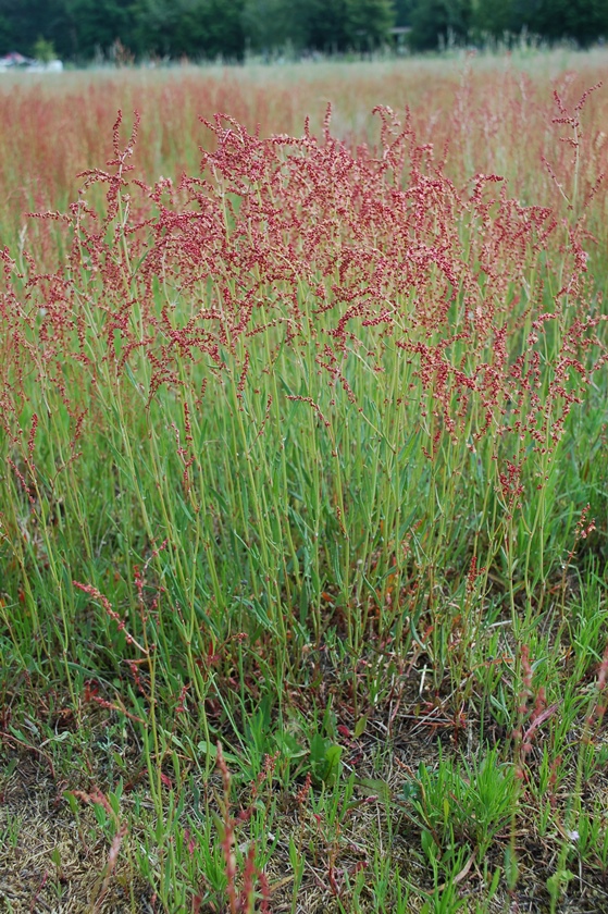 Sauerampfer, Kleiner