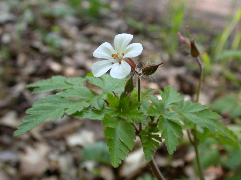 Storchschnabel, Stinkender (weiß)