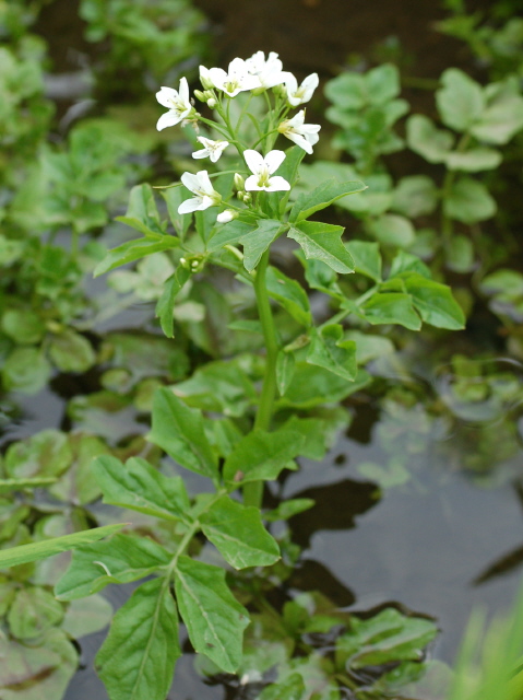 Schaumkraut, Bitteres