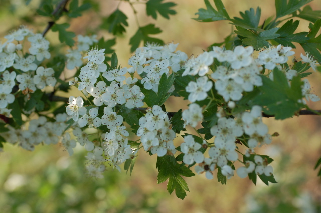 Weißdorn Blüten