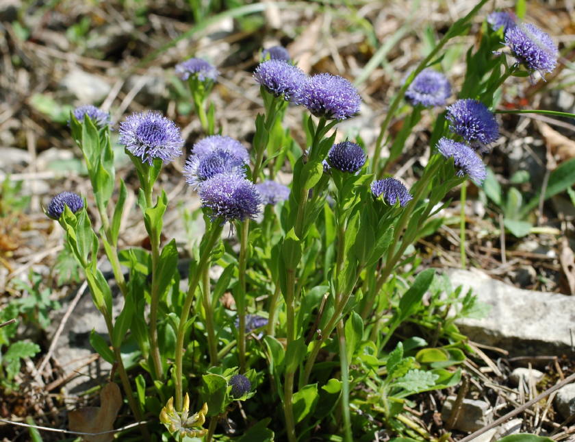 Kugelblume, Gewöhnliche