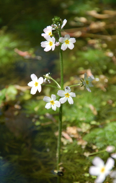 Wasserfeder