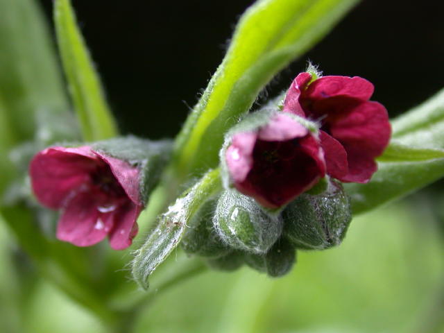 Hundszunge (Blüte)