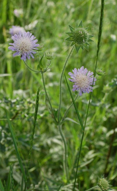 Witwenblume, Acker