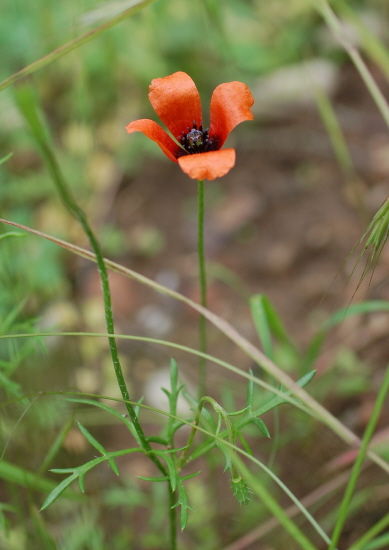 Sandmohn