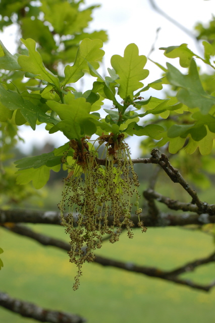 Stieleiche (Blüten)