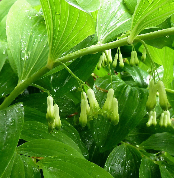 Weißwurz, vielblütige (Blüten)