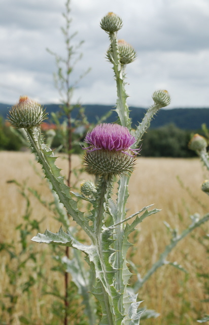 Eselsdistel