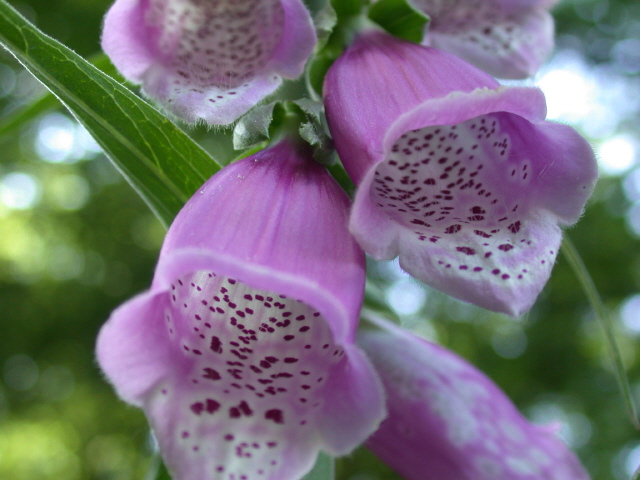 Fingerhut, Roter (Blüte)