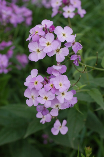 Nachtviole (Blüten)