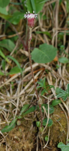 Alpenlattich