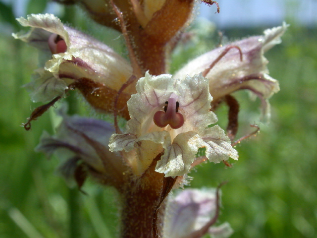 Kleine Sommerwurz (Blüte)