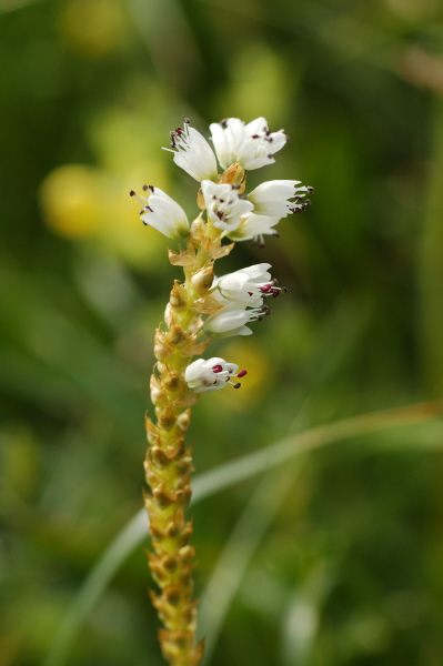 Knöllchen-Knöterich (Blüte)