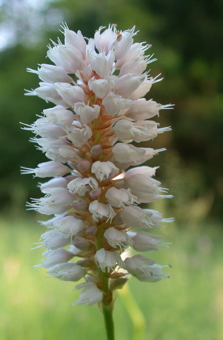 Schlangenknöterich (Blüte)