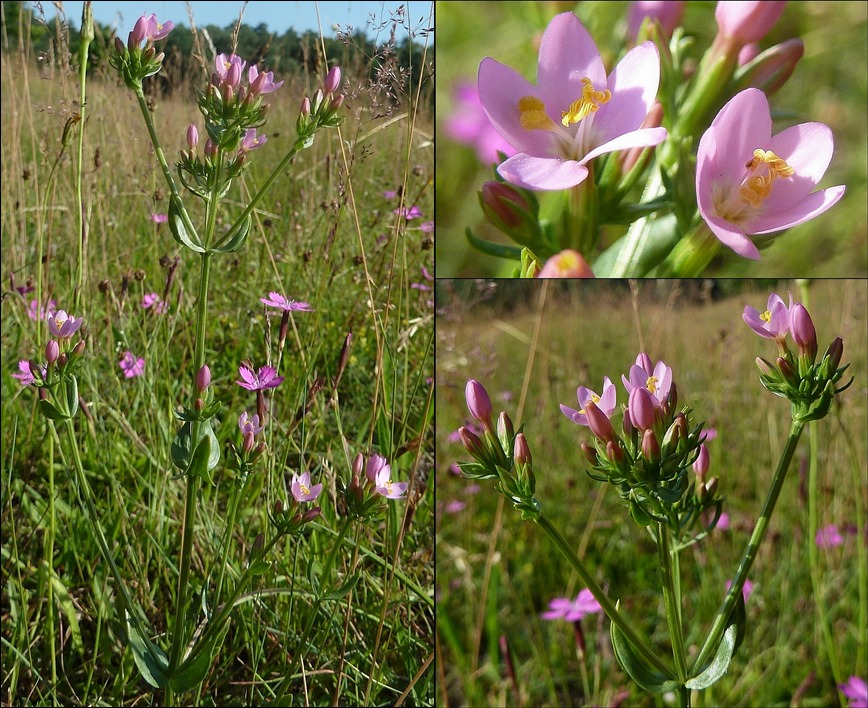 Tausendgüldenkraut, Echtes