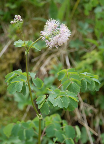 Wiesenraute, Akeleiblättrige