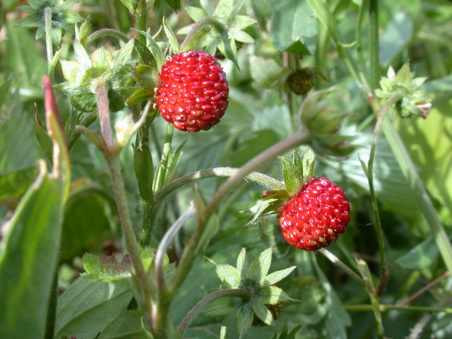 Früchte der Wald-Erdbeere