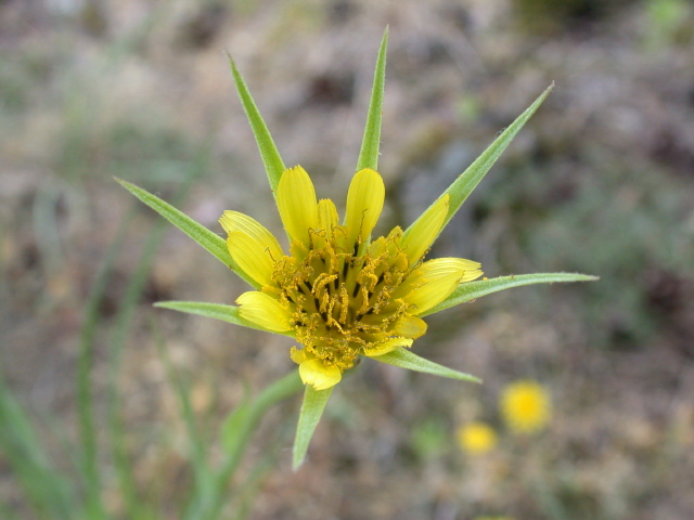 Wiesenbocksbart