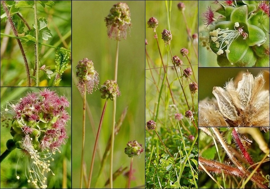 Wiesenknopf, Gewöhnlicher Kleiner