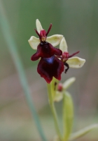 Ragwurz, Fliegen (Blüte)