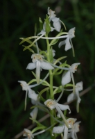 Waldhyazinthe,  Grünliche (Blüte)