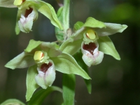 Stendelwurz (Blüte) Stendelwurz (Blüte)