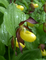 Frauenschuh Blüte