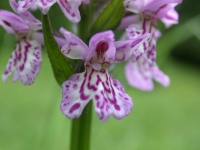 Geflecktes Knabenkraut (Blüte)