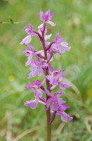 Stattliches Knabenkraut (Blütenstand)