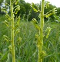 Zweiblatt, Großes (Gruppe)