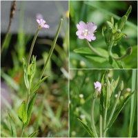 Weidenröschen, Lamys Weidenröschen, Lamys