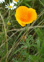 Kalifornischer Kappenmohn