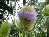 Karde, Wilde ( Blüte)